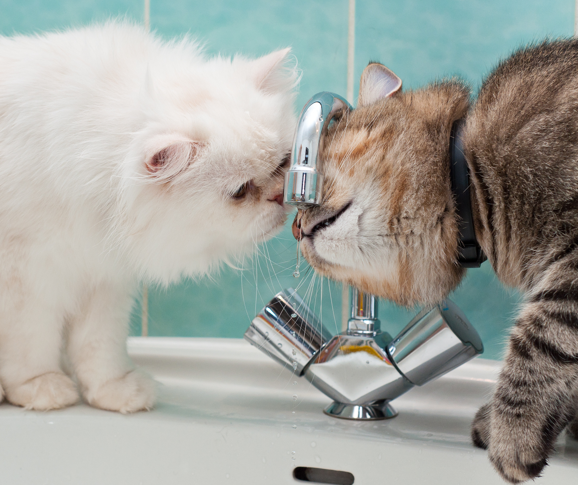 Fotos von Hauskatze flauschiger Wasserhahn Schnurrhaare Vibrisse ein Tier 1920x1612 Katze Katzen Flaumig Flauschige Tiere