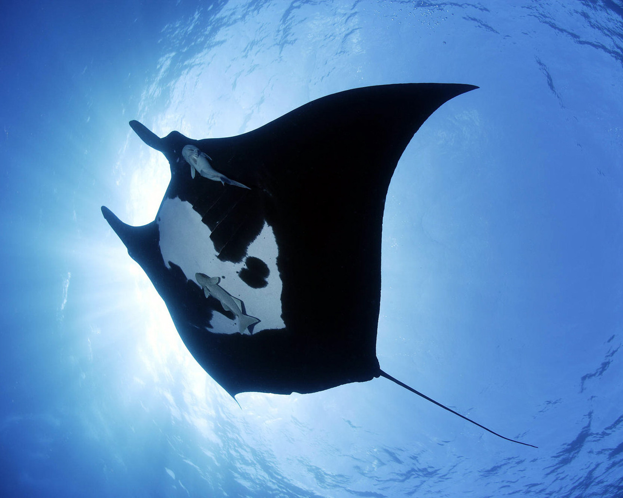 Bilde Skater under vann Undervannsverdenen Dyr