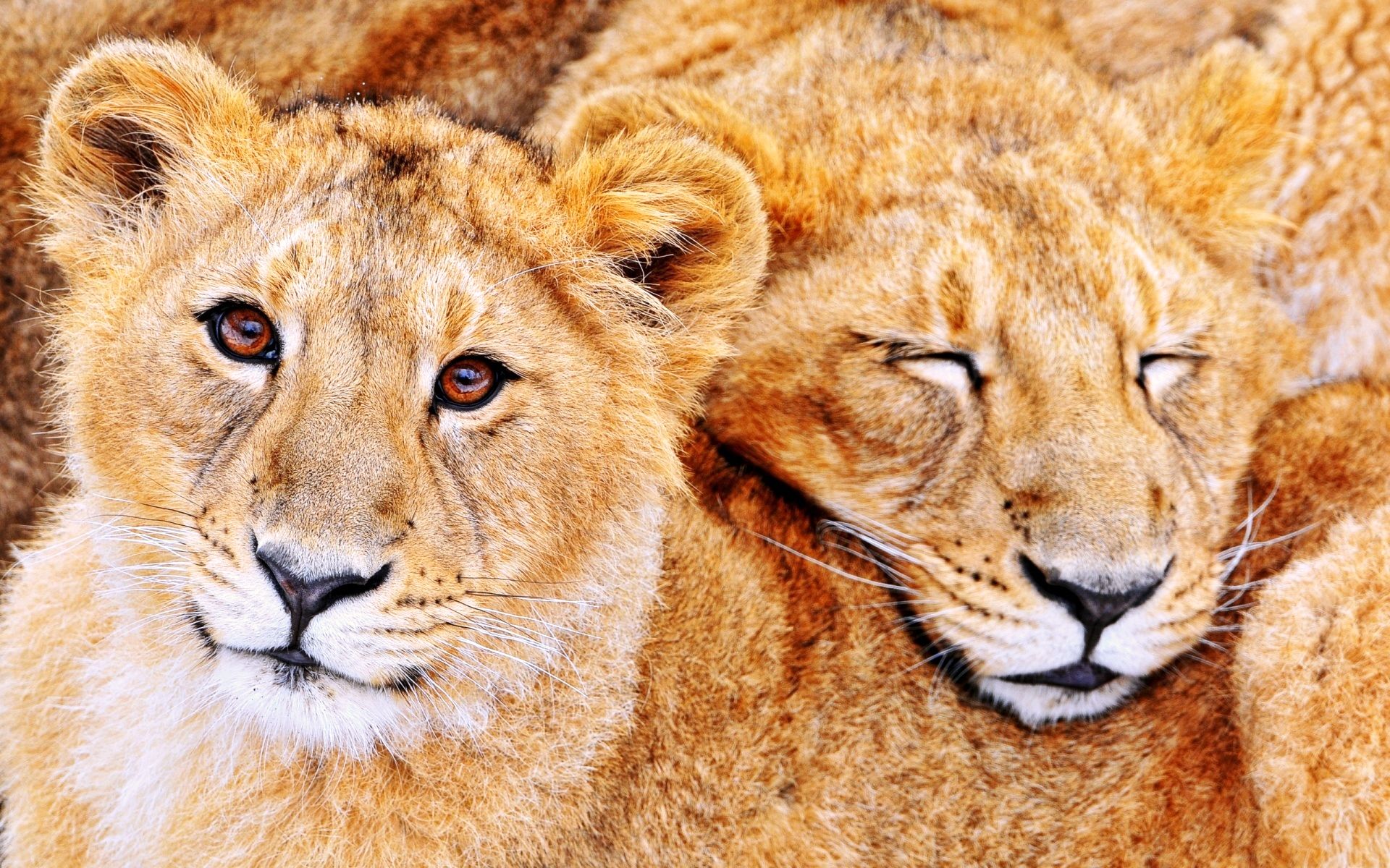 Bilder Löwe Große Katze ein Tier 1920x1200 Löwen Tiere