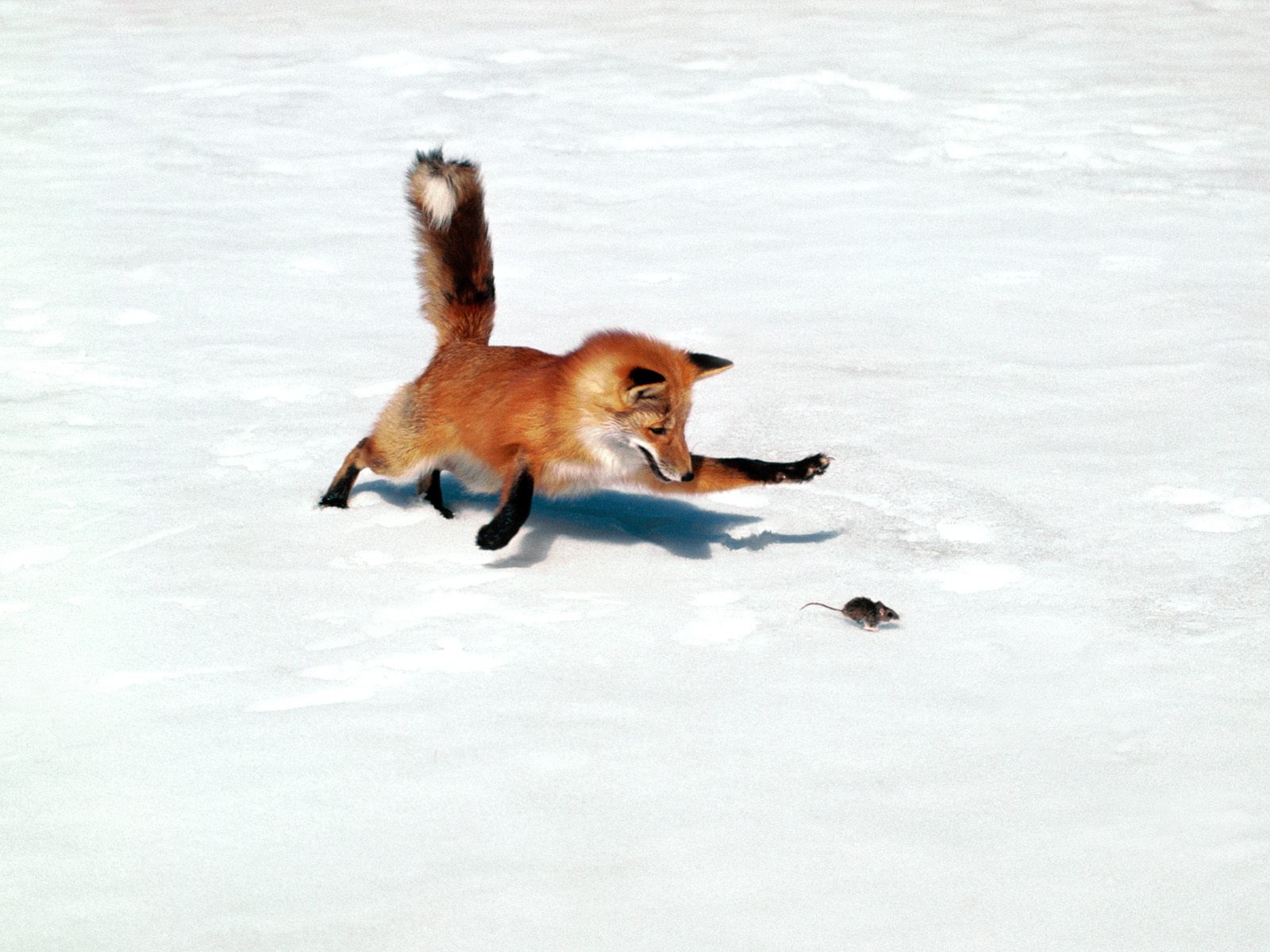 Picture Foxes animal 1600x1200 Animals