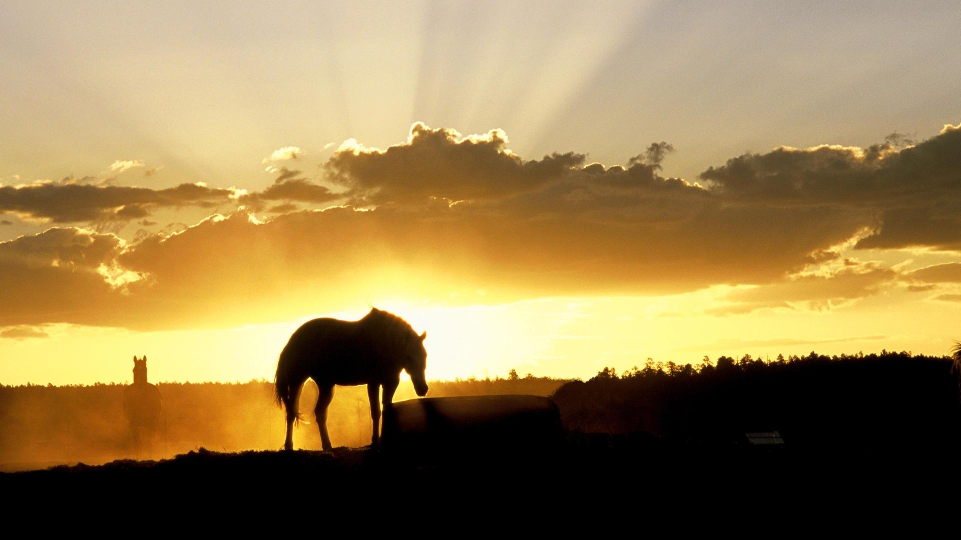 Фотография Лучи света Лошади силуэта Животные лошадь Силуэт силуэты животное