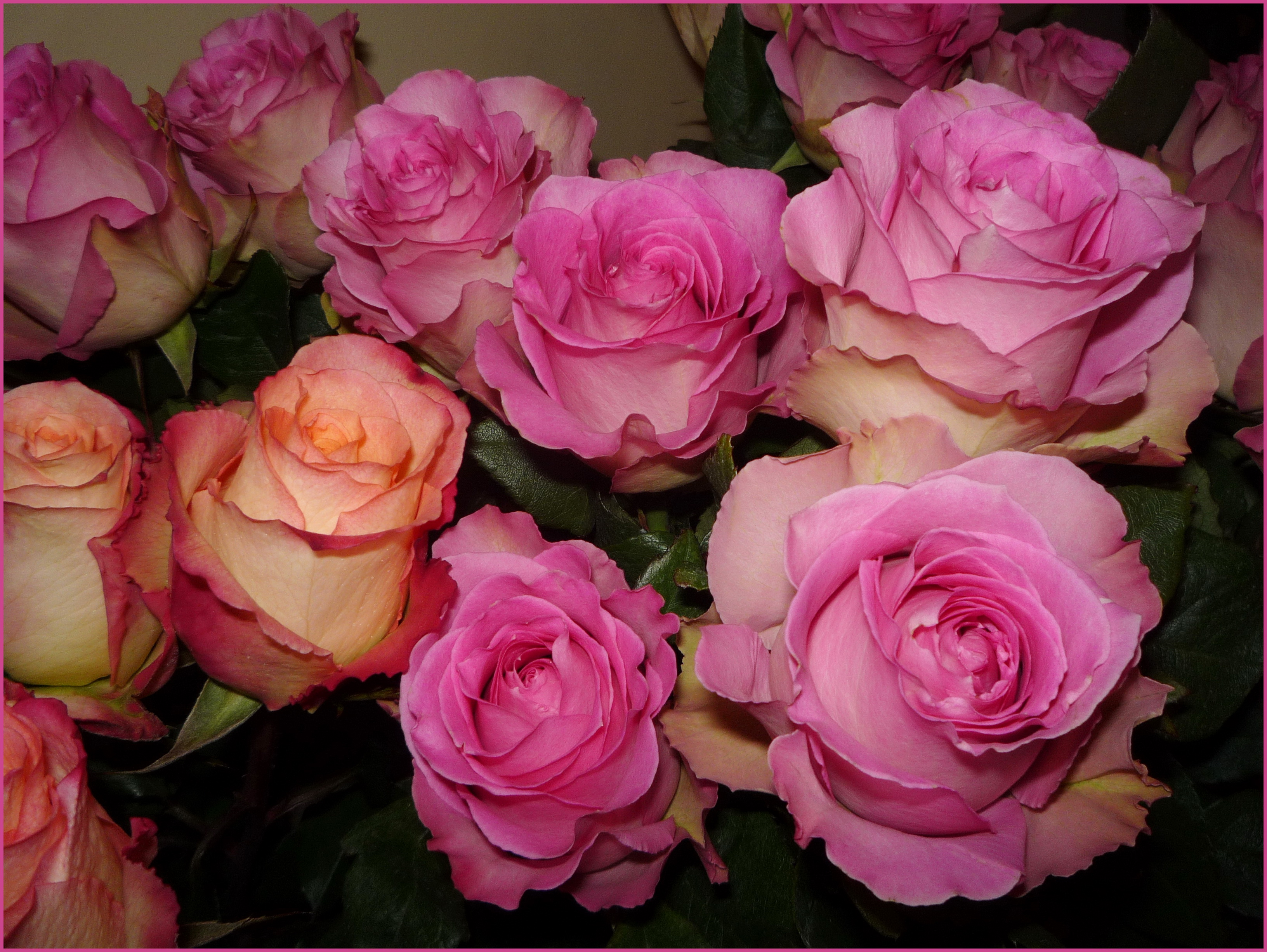 3264x2452 Roses Rose couleur fleur, rose Fleurs