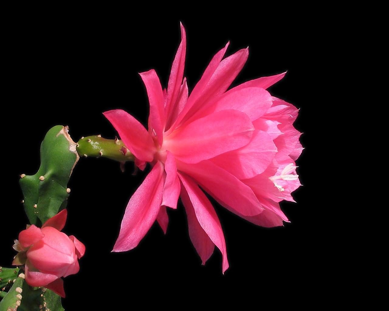 Cactaceae fleur Fleurs