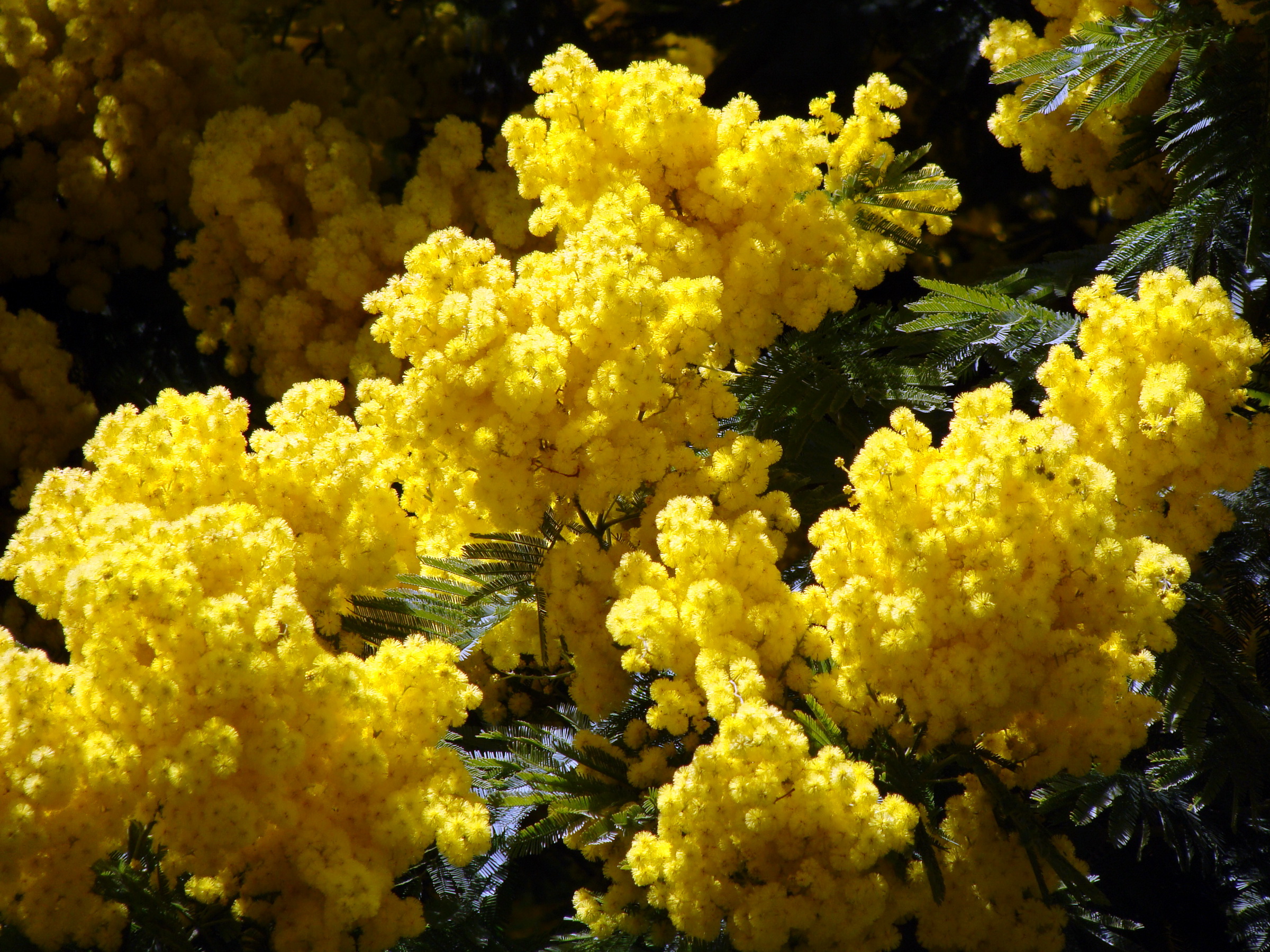 Фотографии Цветы Мимозы 2400x1800 цветок акация серебристая