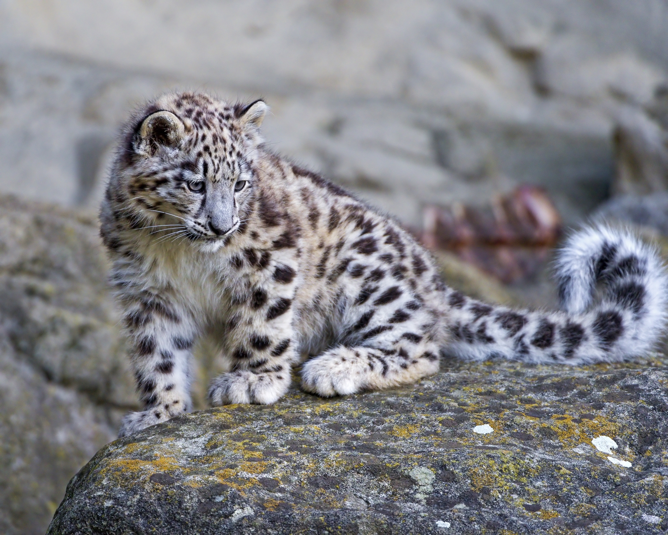 Fondos de Pantalla 2560x2048 Grandes felinos Cachorros Leopardo de las  nieves Animalia descargar imagenes