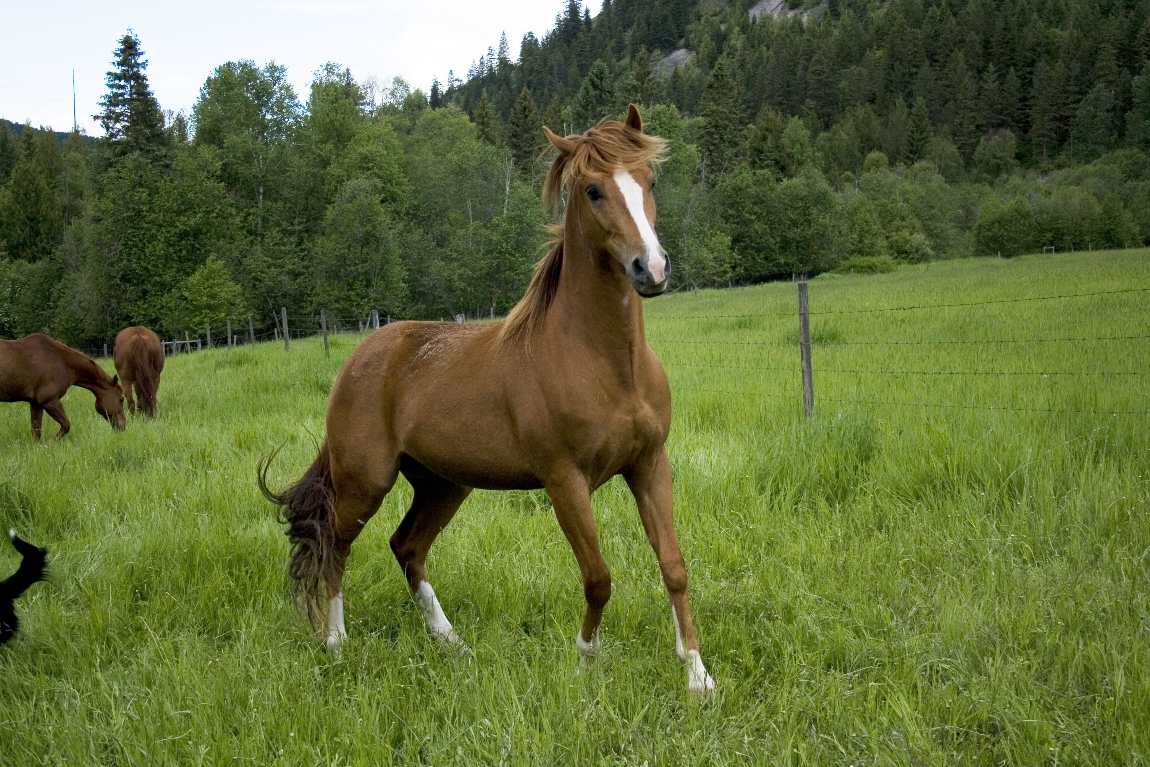 zdjęcia Konie Zwierzęta 600x400 koń zwierzę