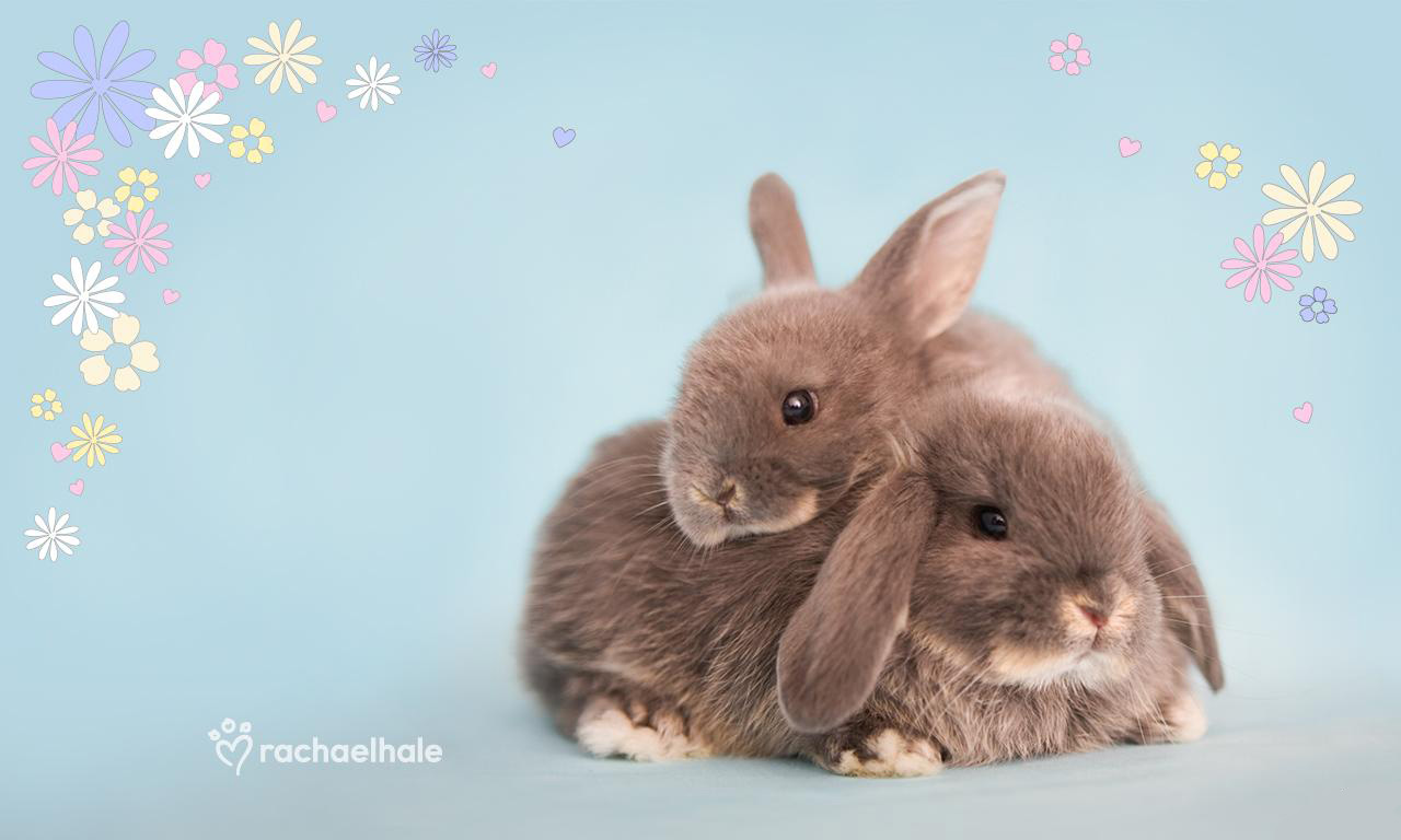 Desktop Hintergrundbilder Nagetiere Kaninchen Tiere ein Tier