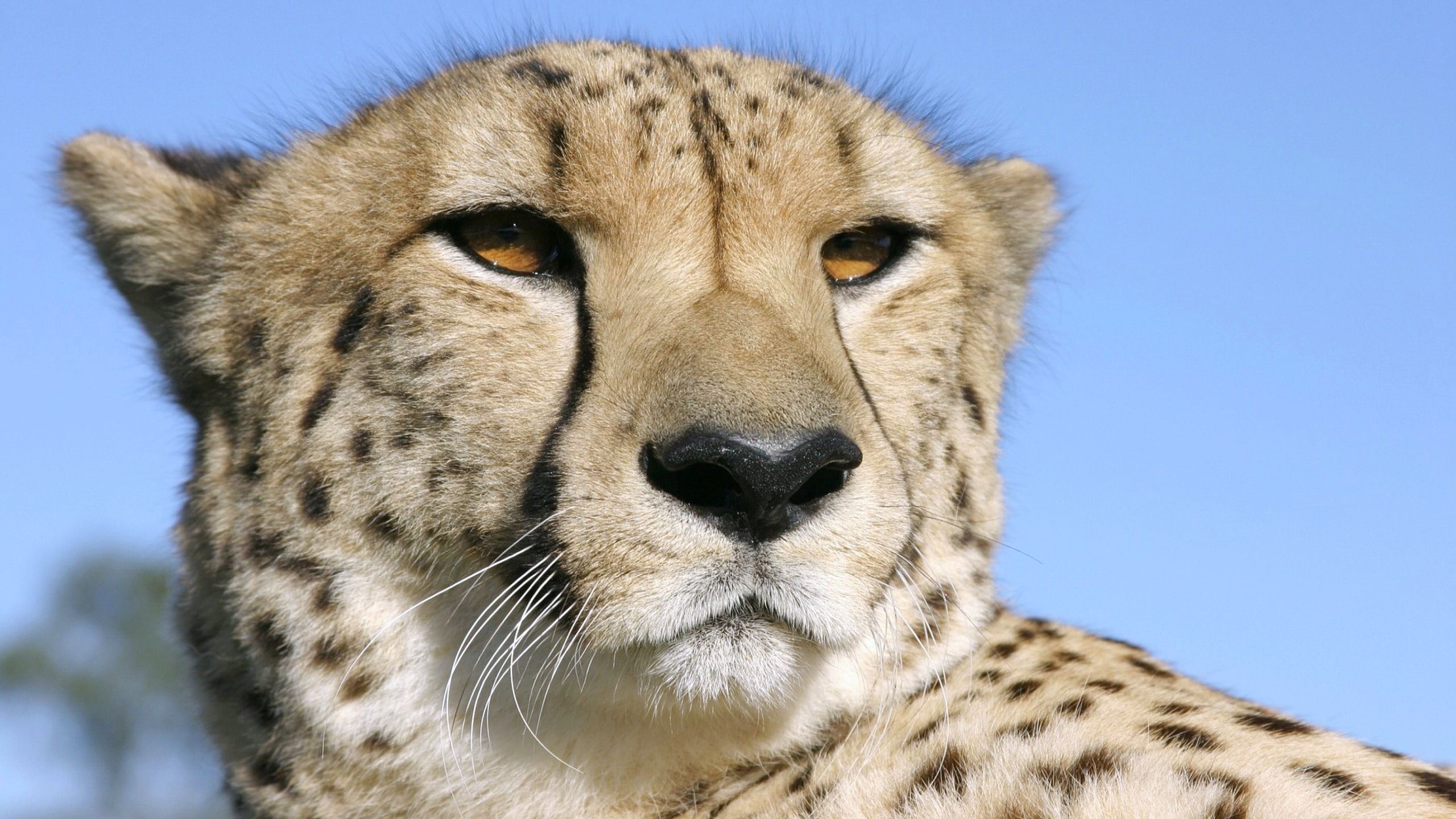 Immagine ghepardo Pantherinae Animali 2560x1440 Ghepardi grandi felini animale
