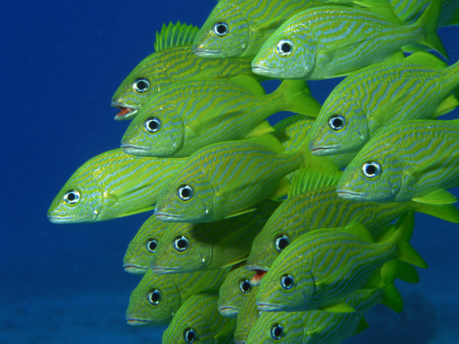zdjęcie ryba Podwodny świat zwierzę Ryby Zwierzęta