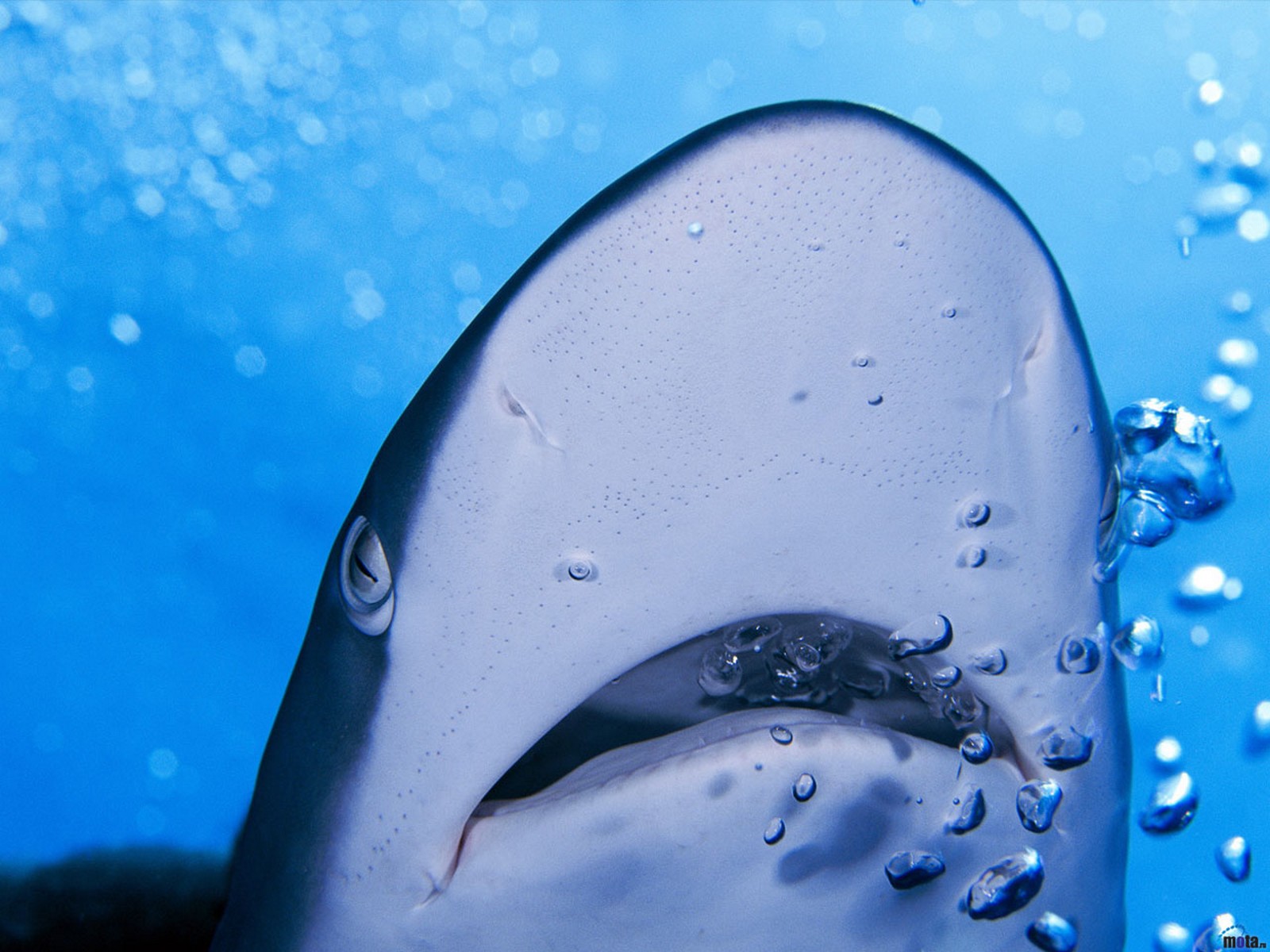 Foto Haaien Onderwaterwereld Dieren 1600x1200 haai een dier