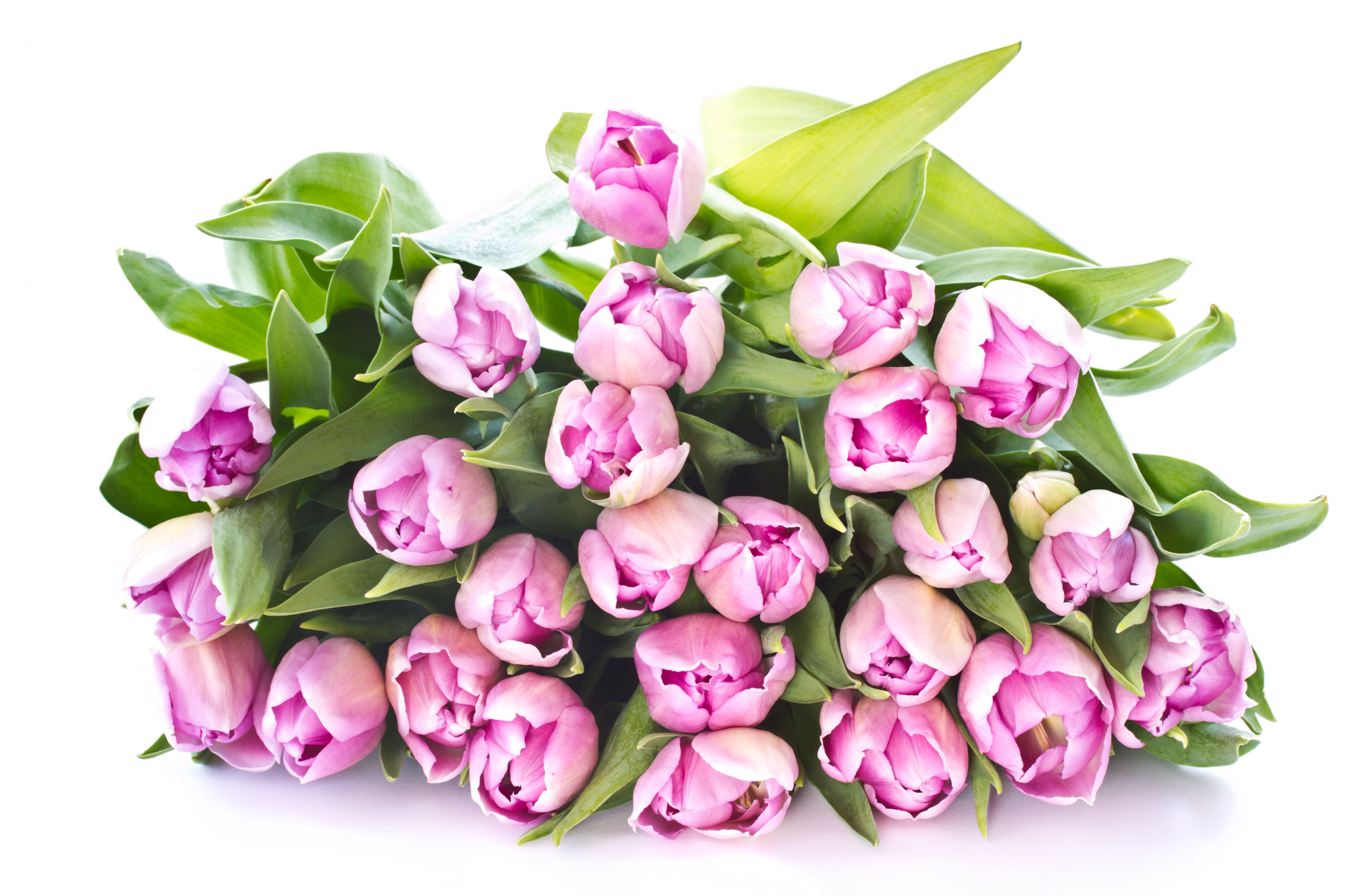 8400x5600 Tulipas Ramos flor, tulipa, tulipanes, un ramo Flores