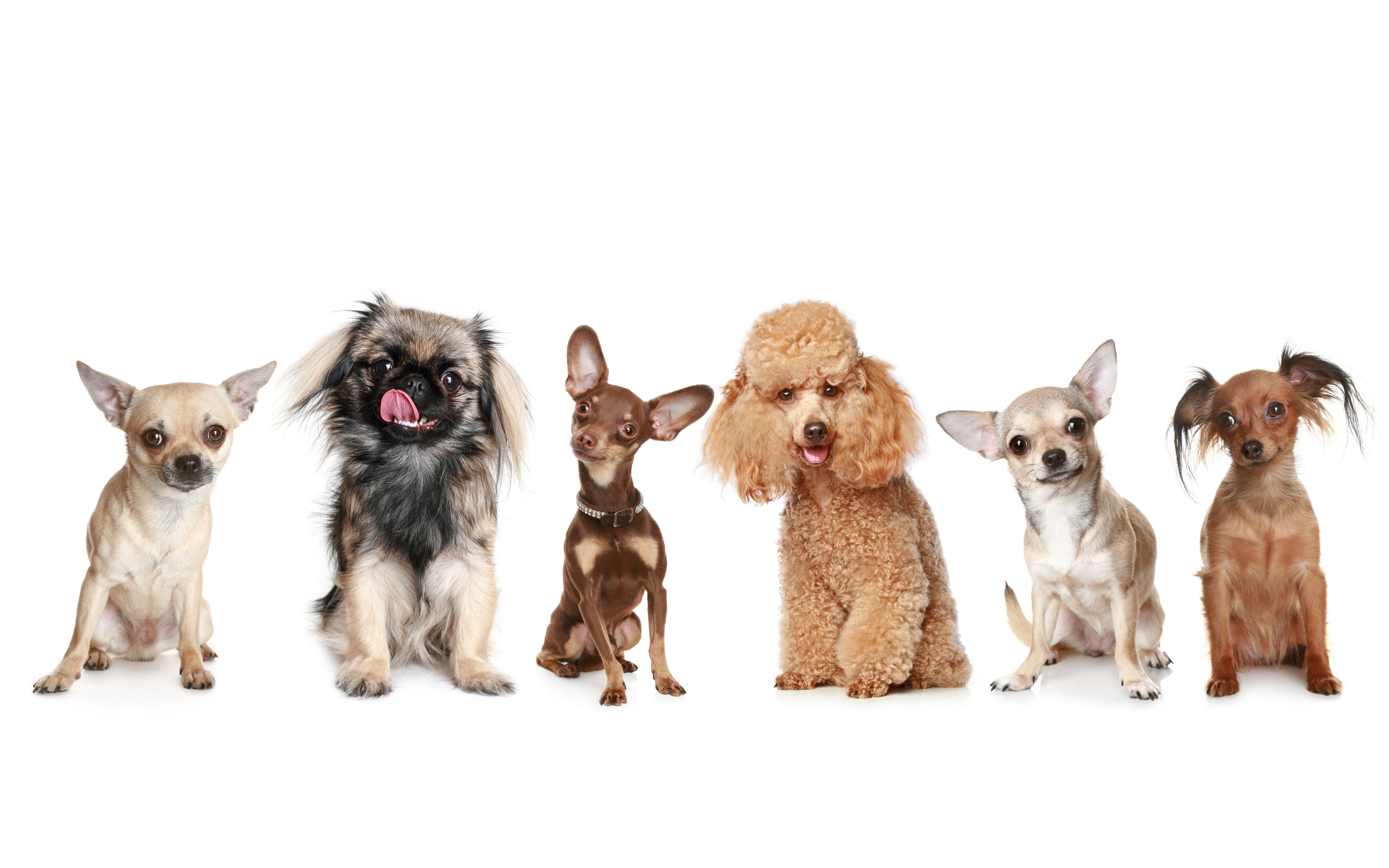 Immagini Chihuahua Barboncino cane Animali 5000x3125 Cani animale
