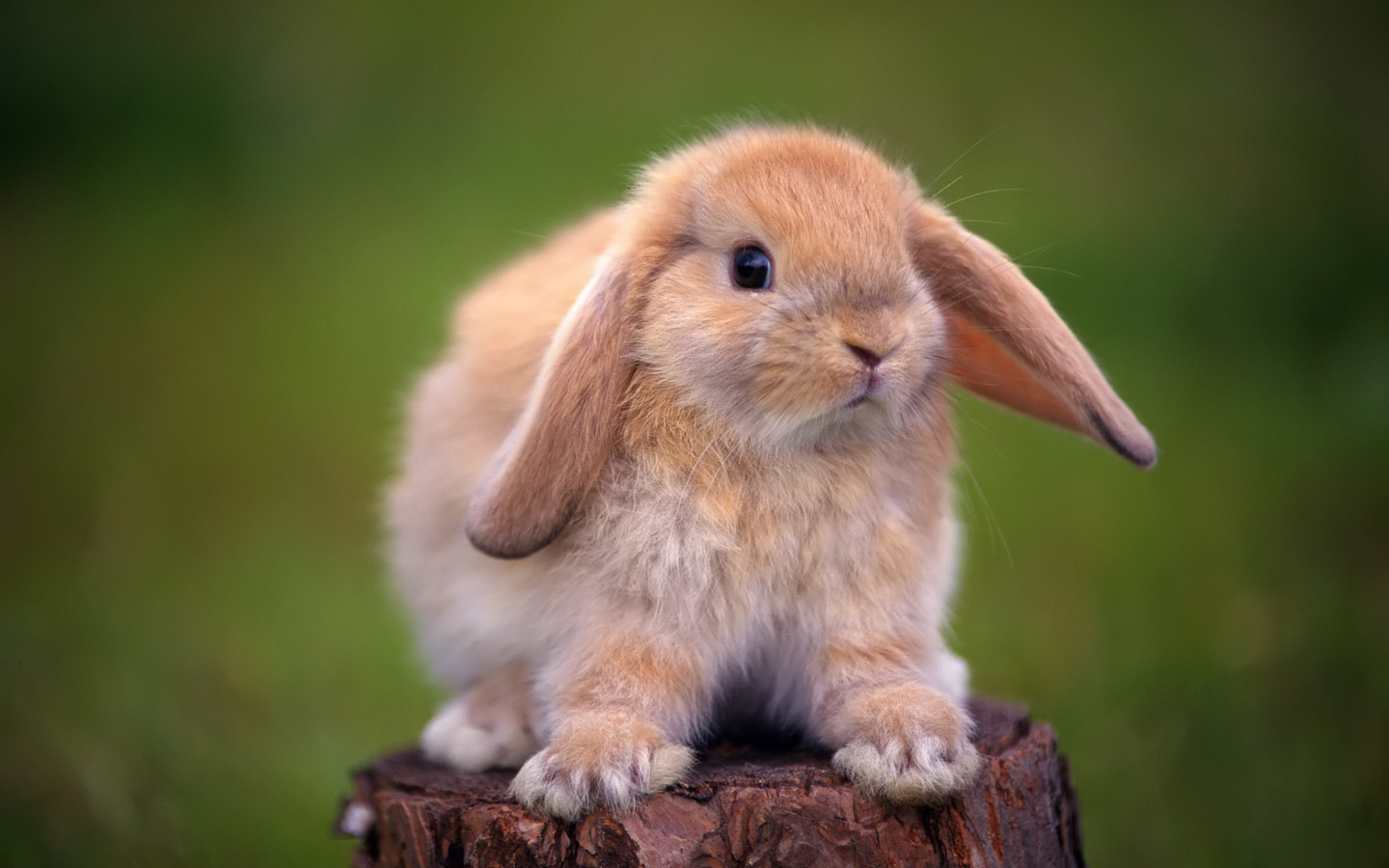 Sfondi del desktop Roditori coniglio animale Conigli rodentia Animali