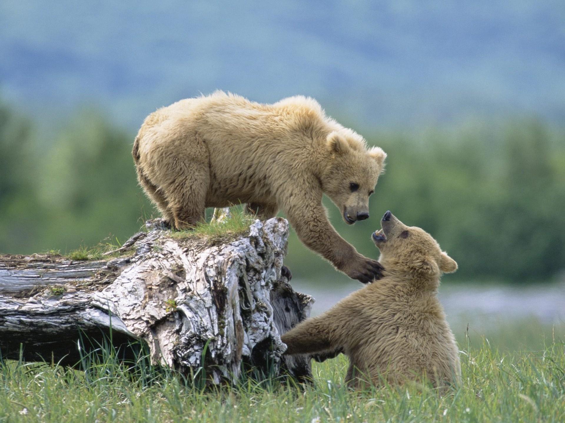 Bakgrunnsbilder Brunbjørn bjørn Dyr Bjørner