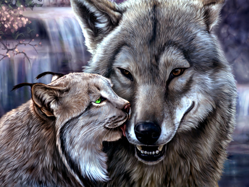 Fondos de Pantalla Lobo Grandes felinos Lynx Animalia descargar imagenes