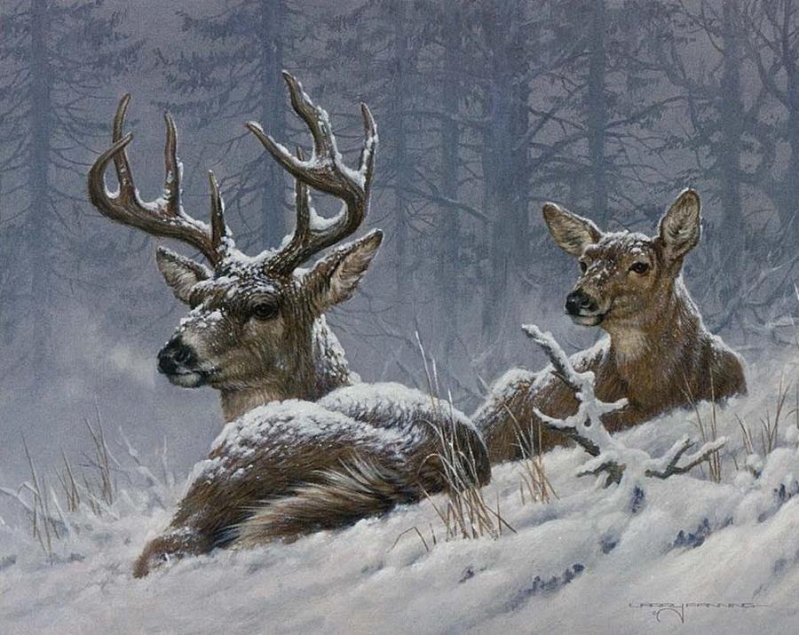 Bilder von Hirsche Winter Schnee Tiere ein Tier