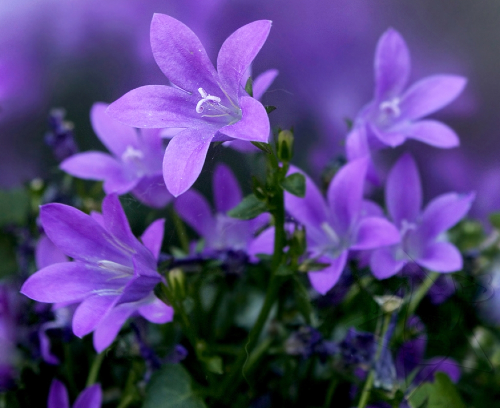 Foton blomma blåklockssläktet Blommor Blåklockor