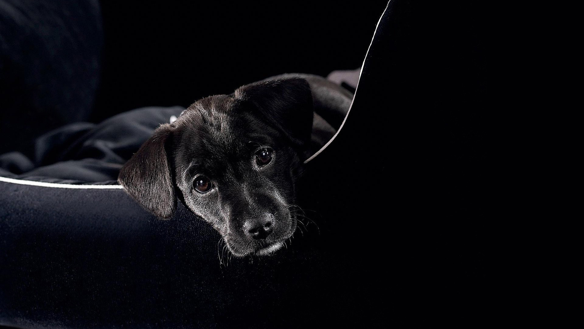 Fotos Hunde ein Tier Schwarzer Hintergrund