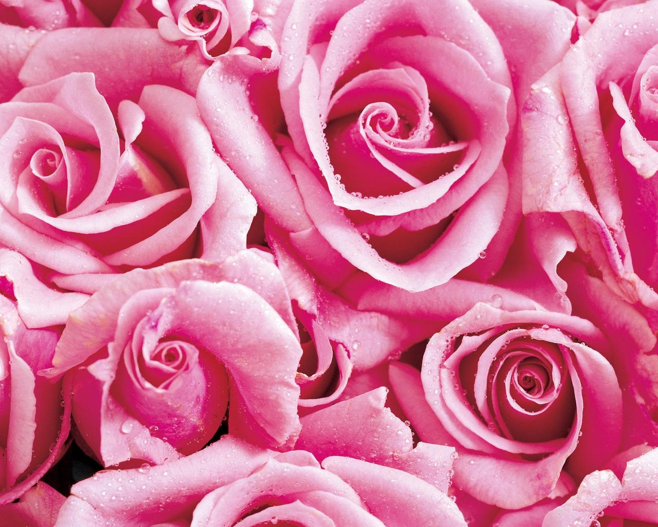 Bilder rosa Blomster