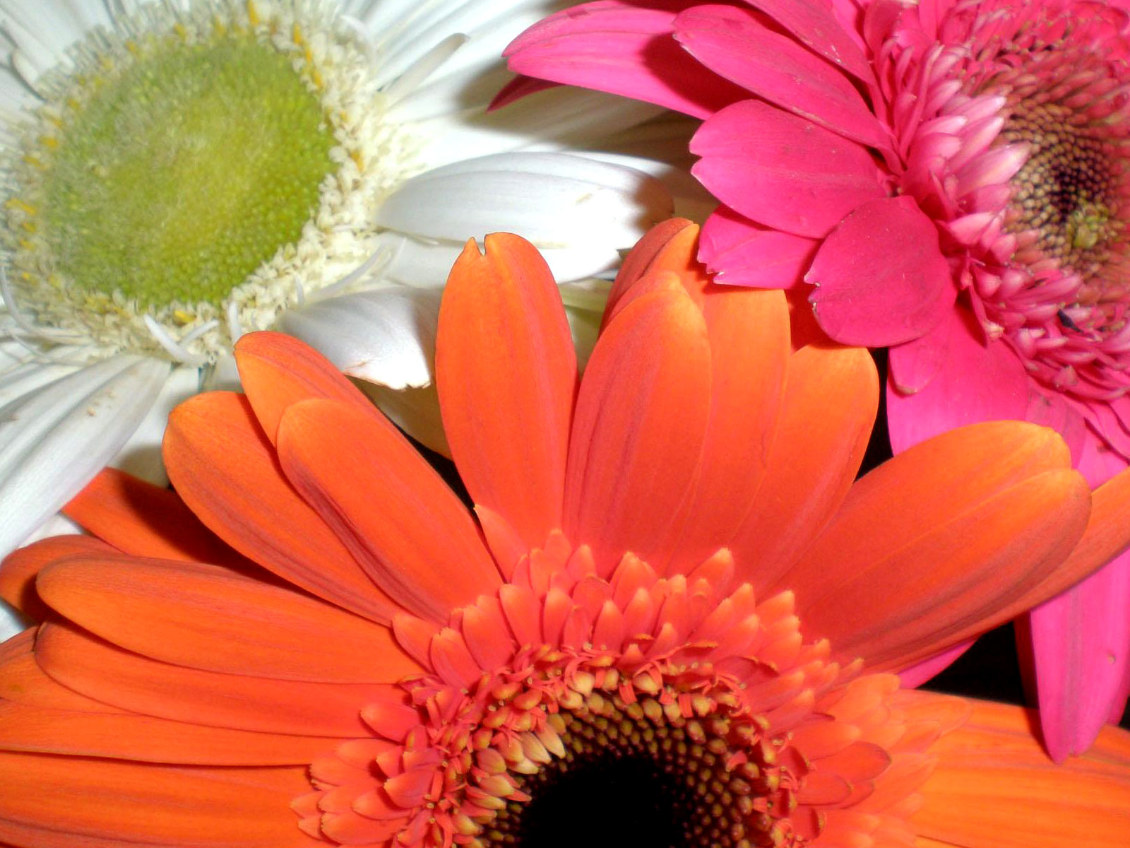 Fondos De Pantalla Gerbera Flores Descargar Imagenes