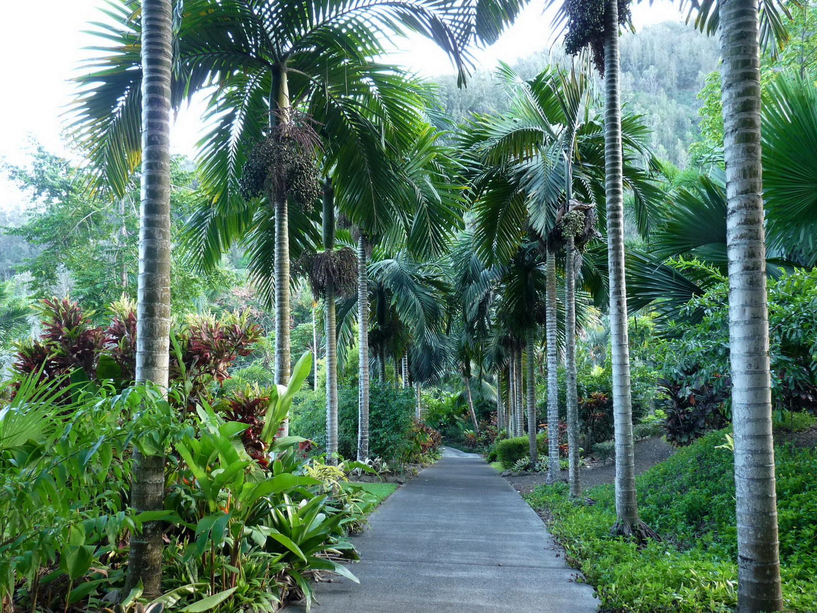 ，热带，棕榈科，夏威夷州，大自然，