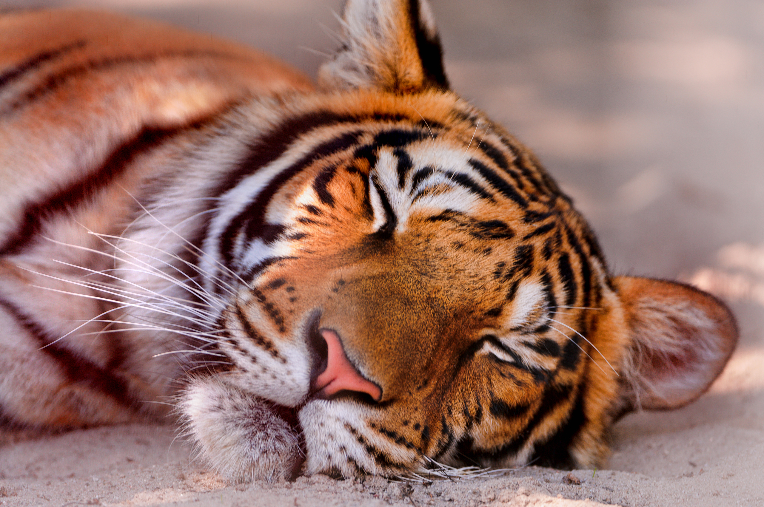 Tapeta Wielkie koty tygrys azjatycki Zwierzęta 2560x1700 Tygrysy zwierzę