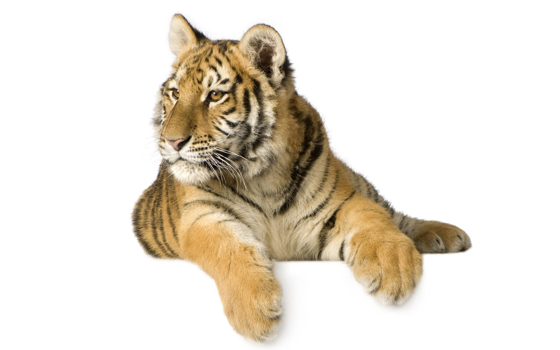 Afbeelding tijger Pantherinae een dier Tijgers Dieren