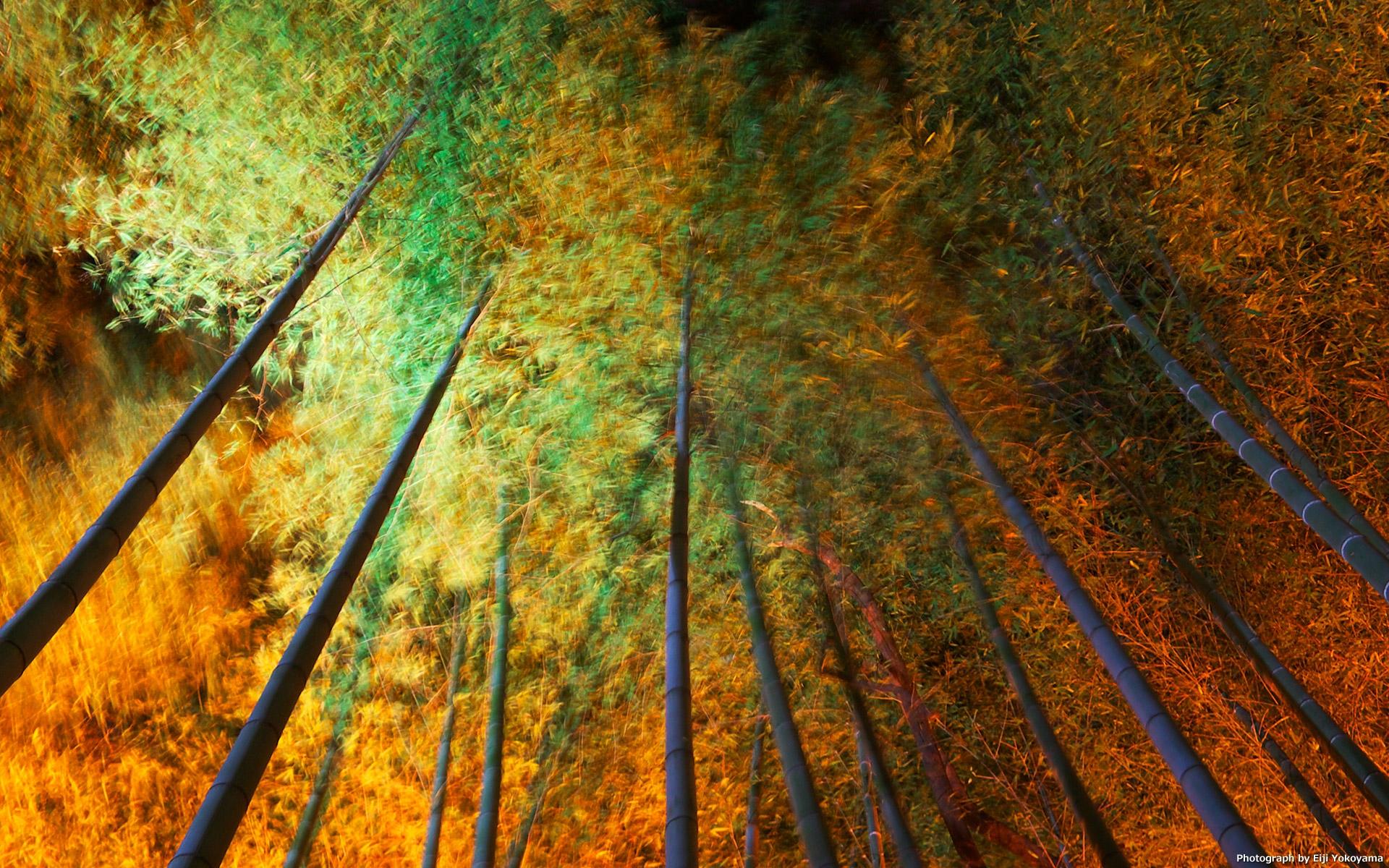Bilder Bambu Natur Skogar 1920x1200 skog