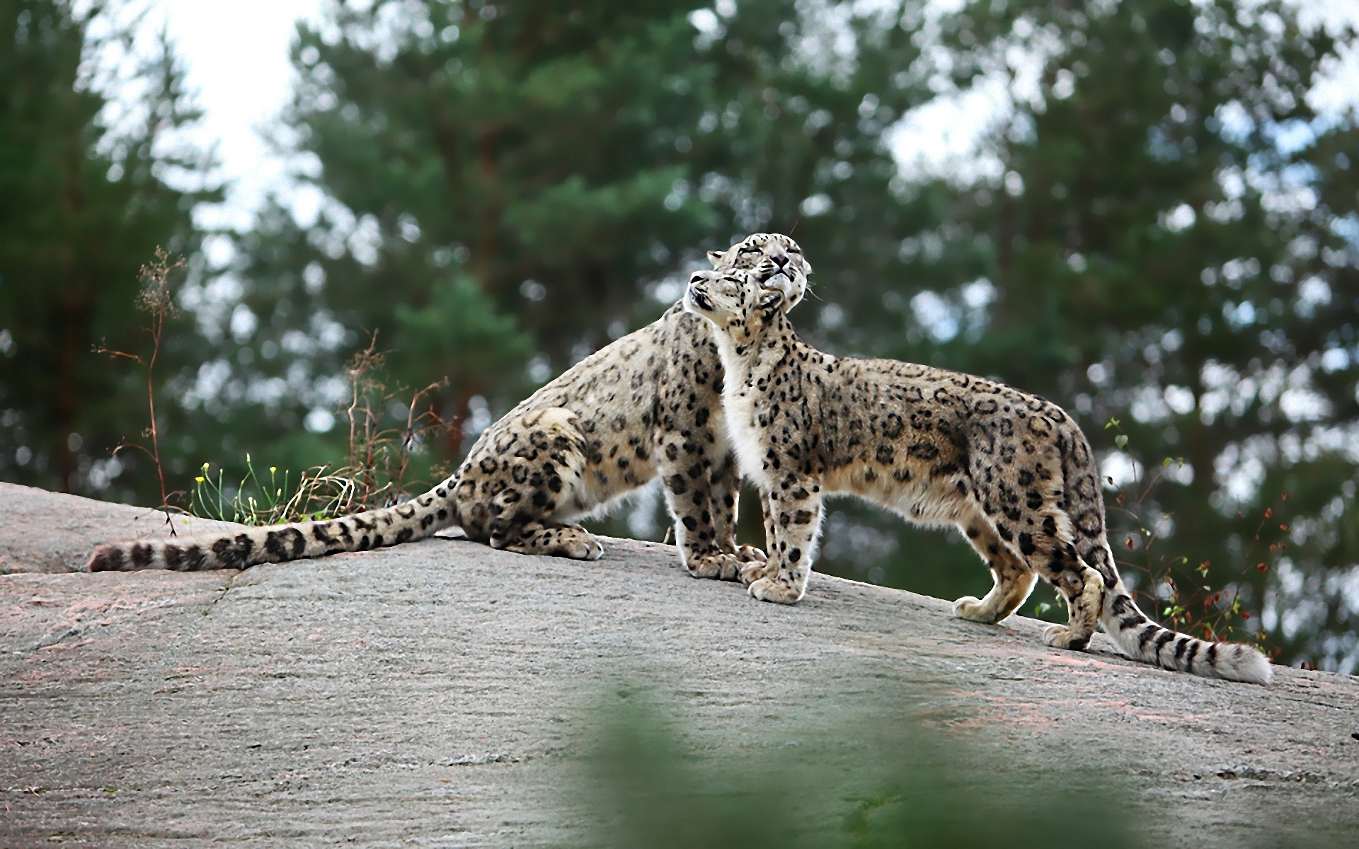 1920x1200 Grandes felinos Leopardo de las nieves animales, un animal, Irbis, Panthera uncia Animalia