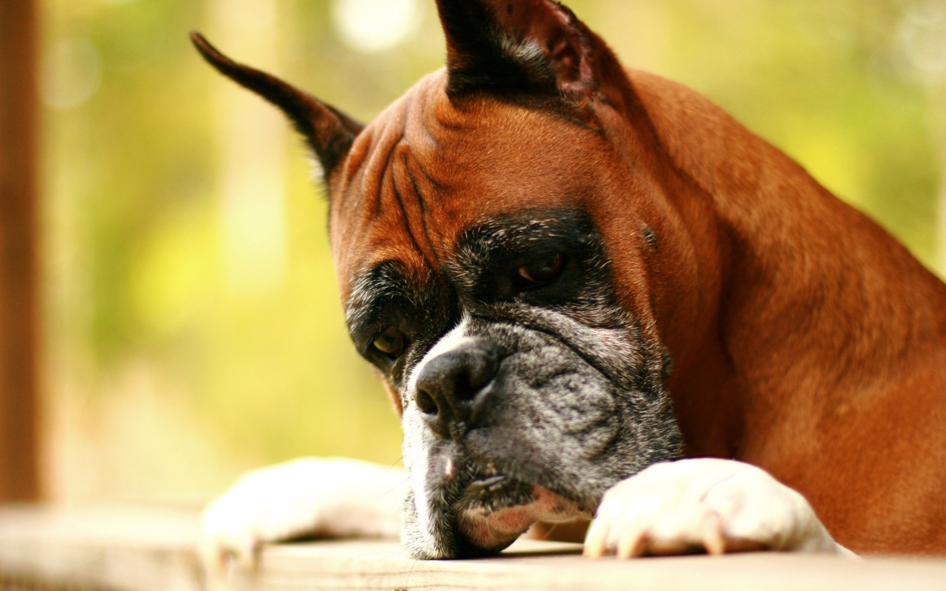 zdjęcia Bokser (rasa psa) Psy domowe zwierzę pies domowy Zwierzęta