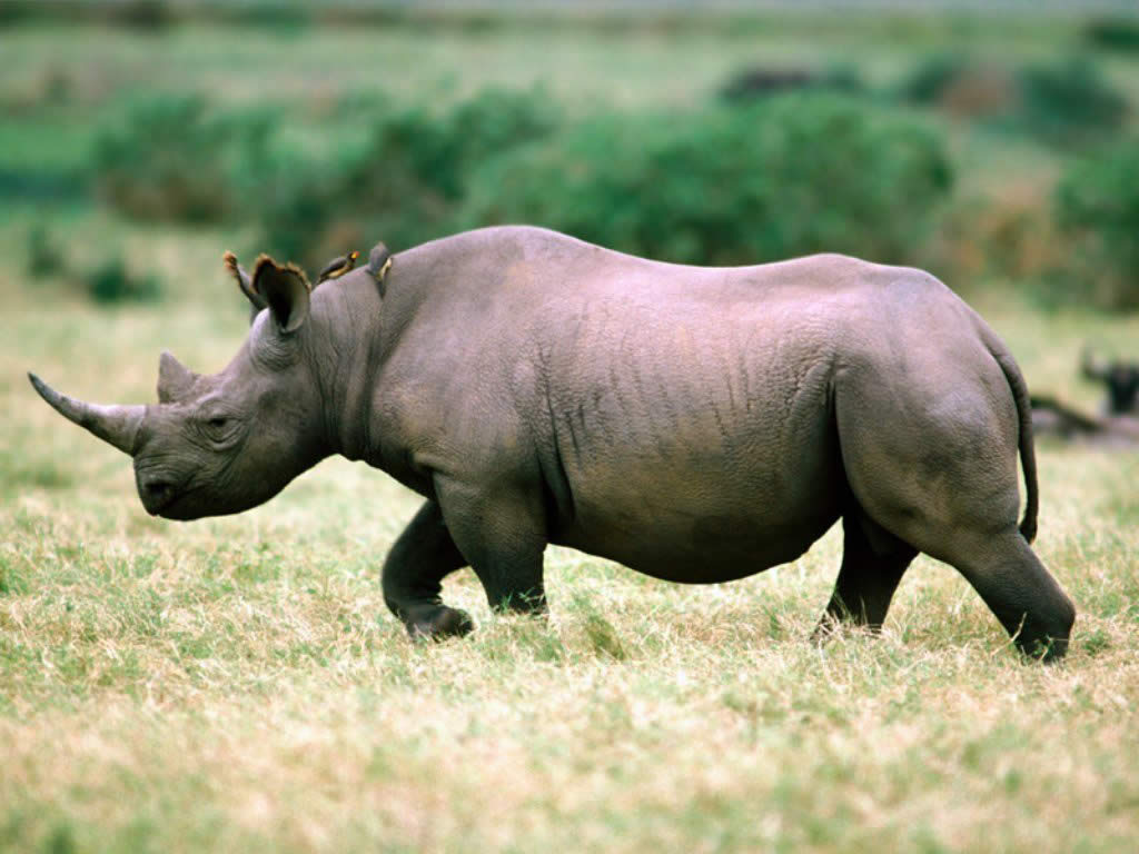 Desktop Wallpapers rhinoceros animal Rhino Animals