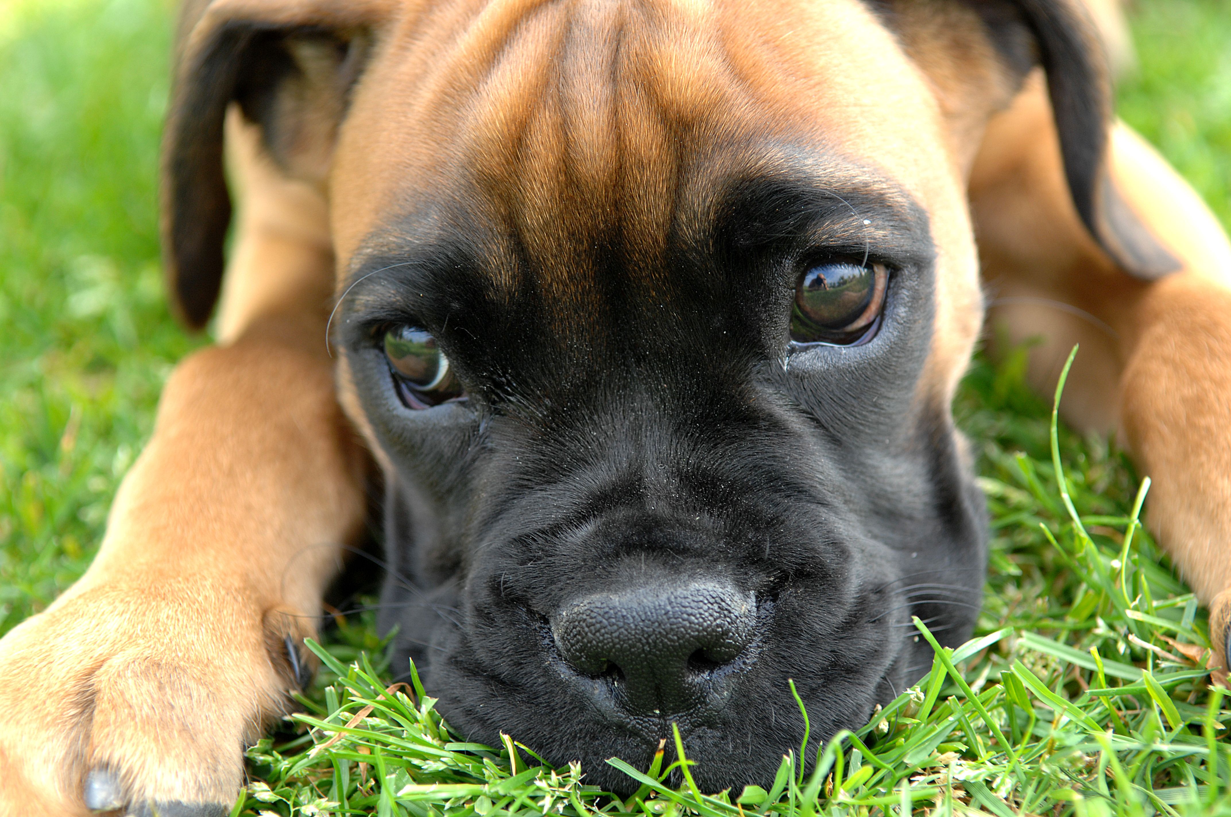 zdjęcia Bokser (rasa psa) pies domowy zwierzę Psy domowe Zwierzęta