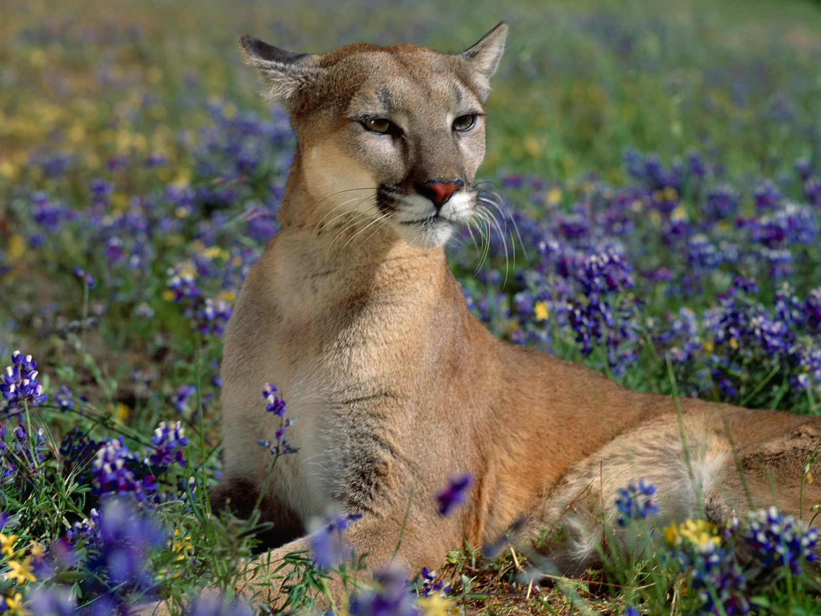 Bilder Pumas Große Katze Tiere
