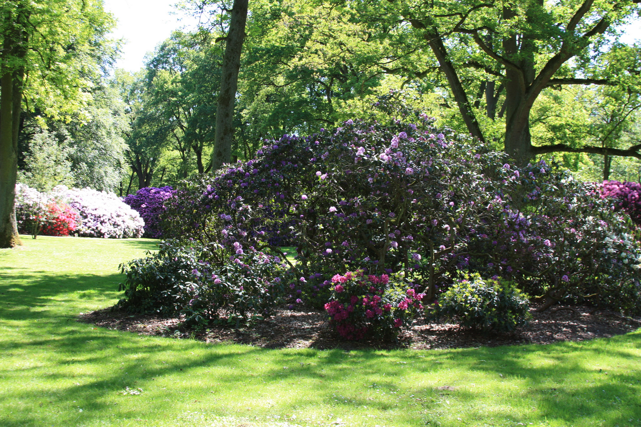 Achtergrond Duitsland Rhododendronpark Bremen Natuur Parken Gras Struiken 2048x1365 park