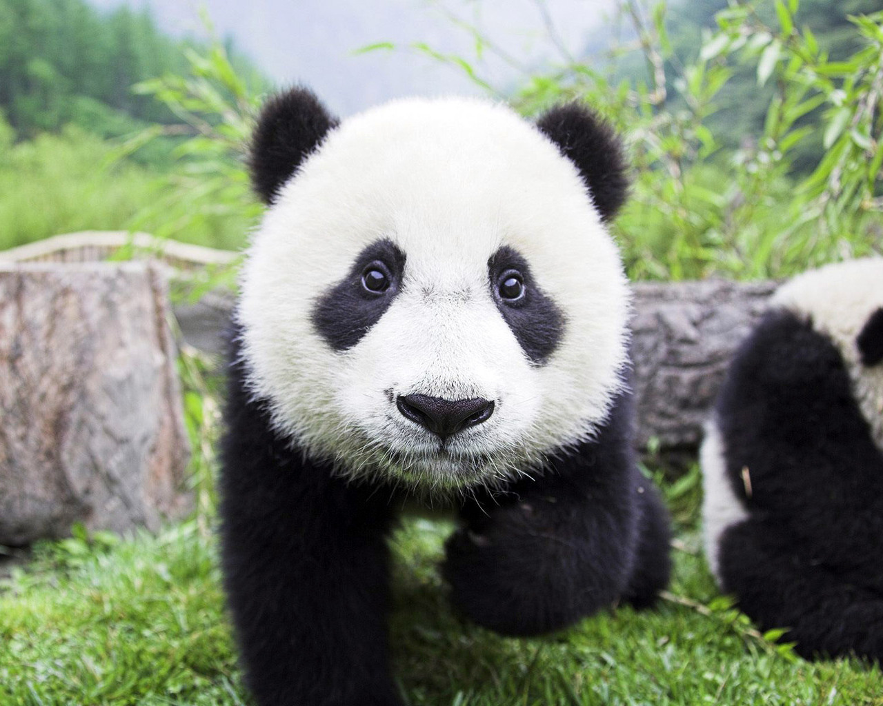 Fotos von Pandas Bären Tiere Großer Panda ein Bär ein Tier