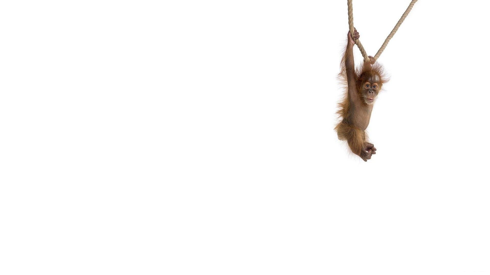 Foto Apen Dieren aap een dier