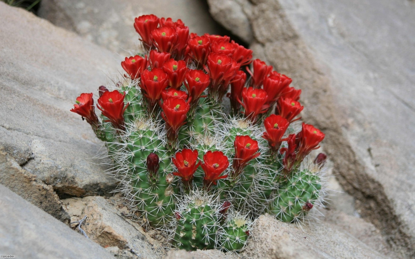 zdjęcie Kwiaty Kaktus kwiat kaktusy