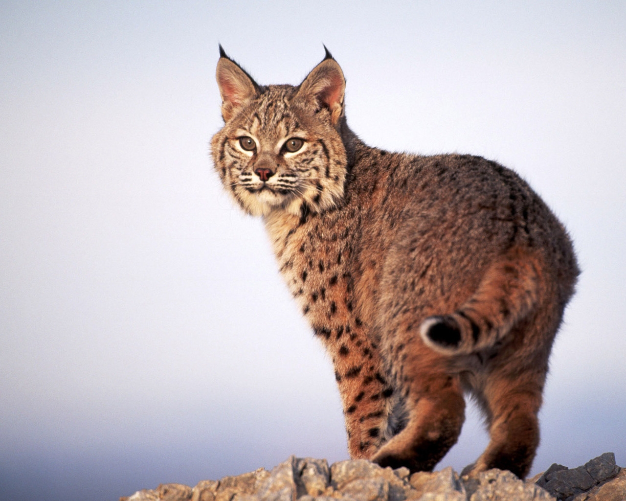 Grandes felinos Lynx animales, un animal, linces, lince Animalia