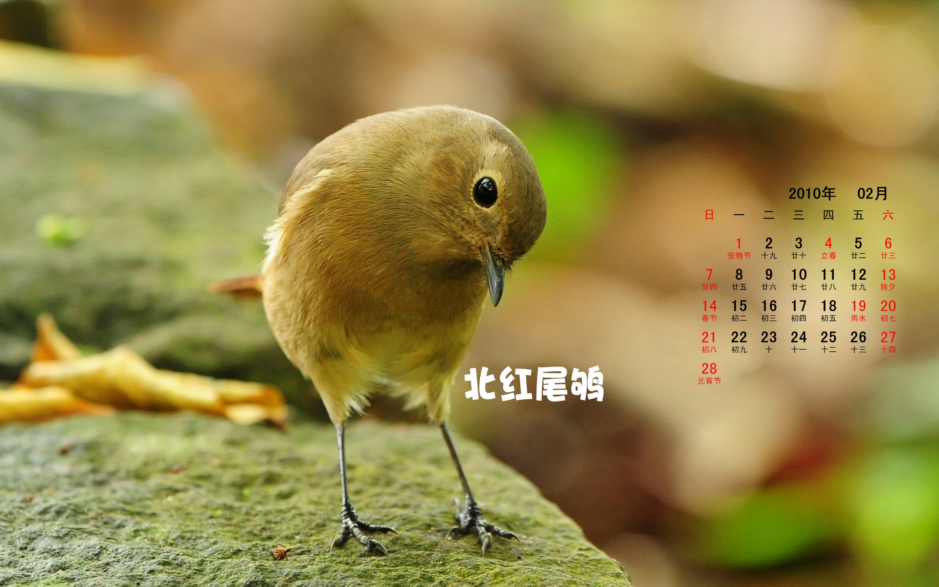 Bakgrunnsbilder til skrivebordet Fugler Dyr fugl