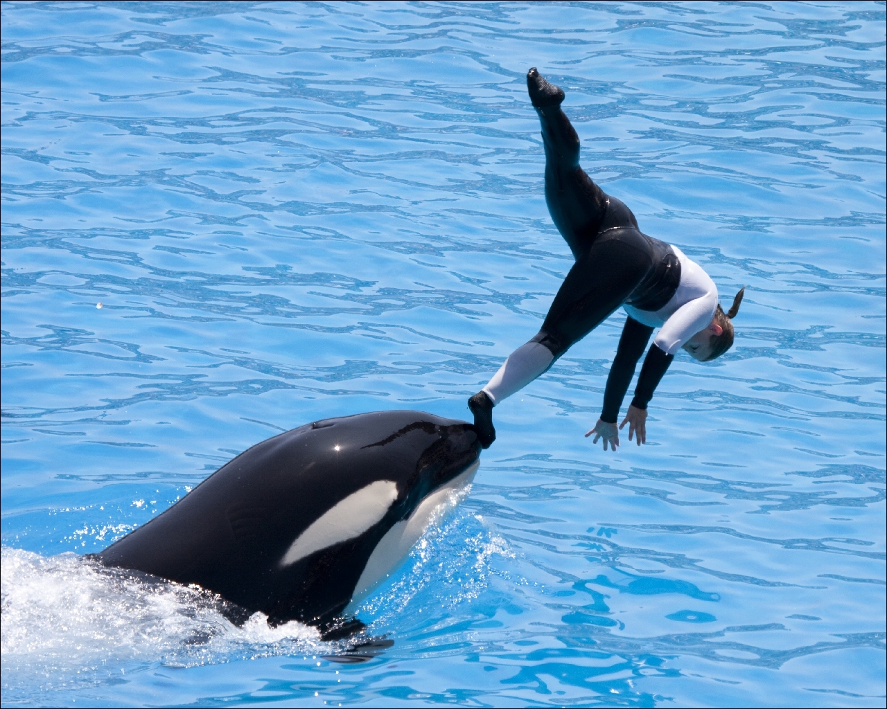 Orcas animales, un animal Animalia