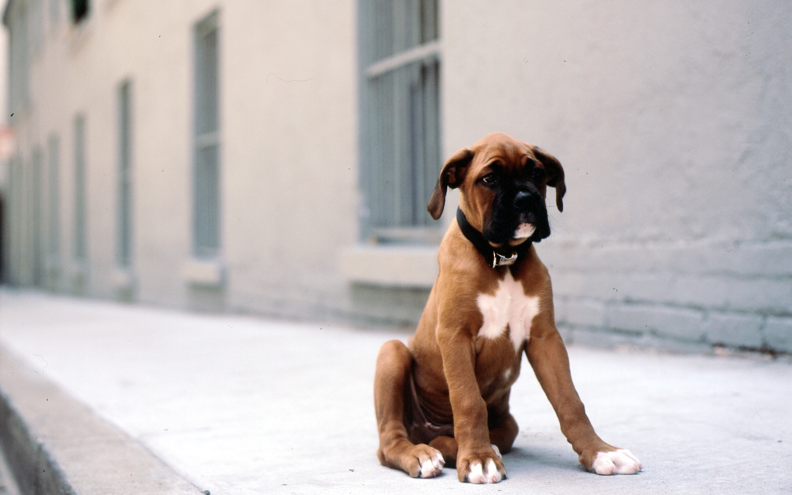 Afbeelding pups Boxer (hond) hond Dieren 2560x1600 Pup puppy Honden een dier