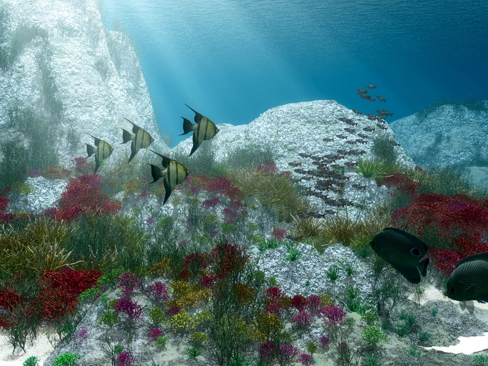 Bilder von Fische Unterwasserwelt Tiere 600x450 ein Tier