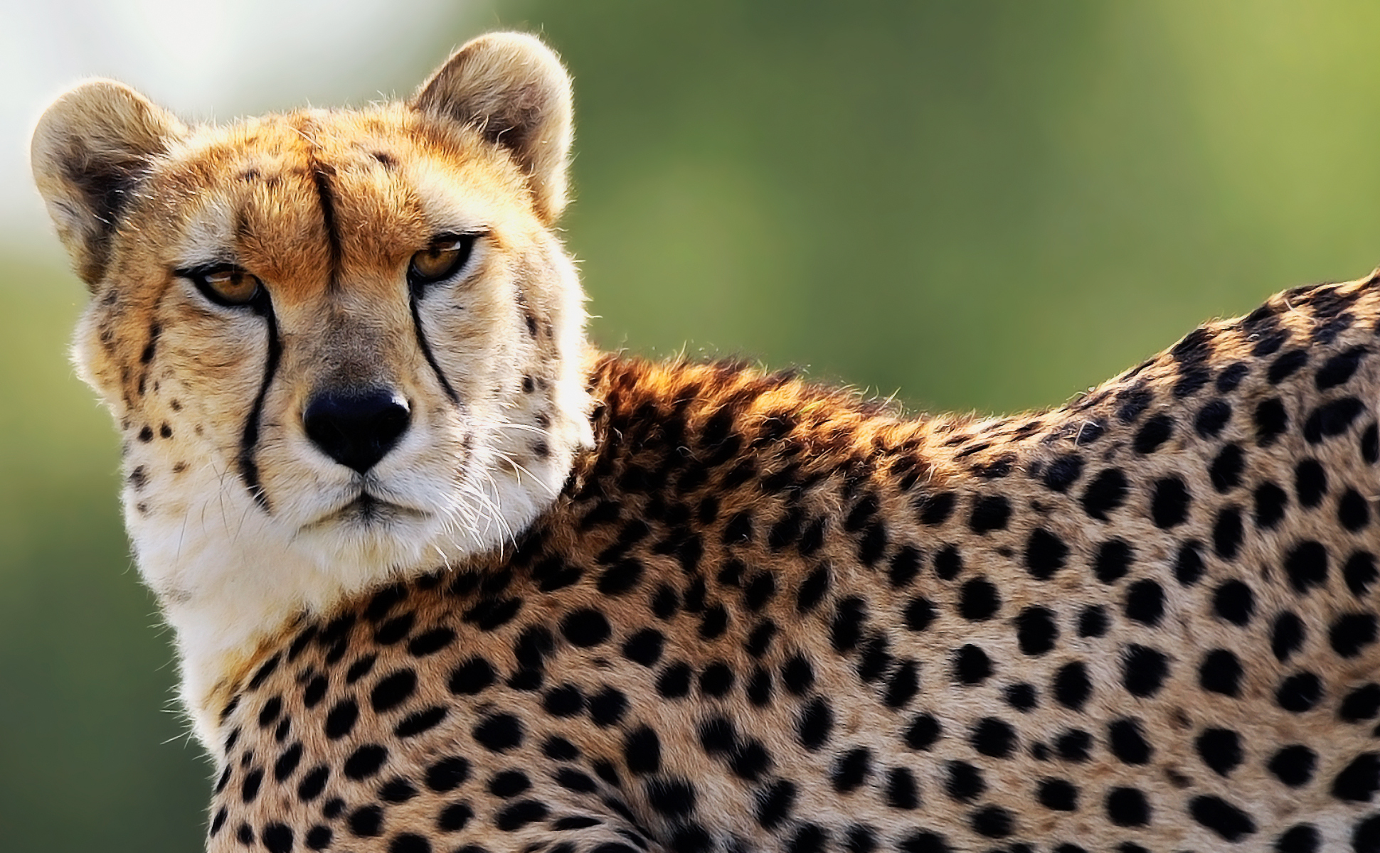 Bakgrunnsbilder gepard Store kattedyr Dyr 1940x1200 Geparder