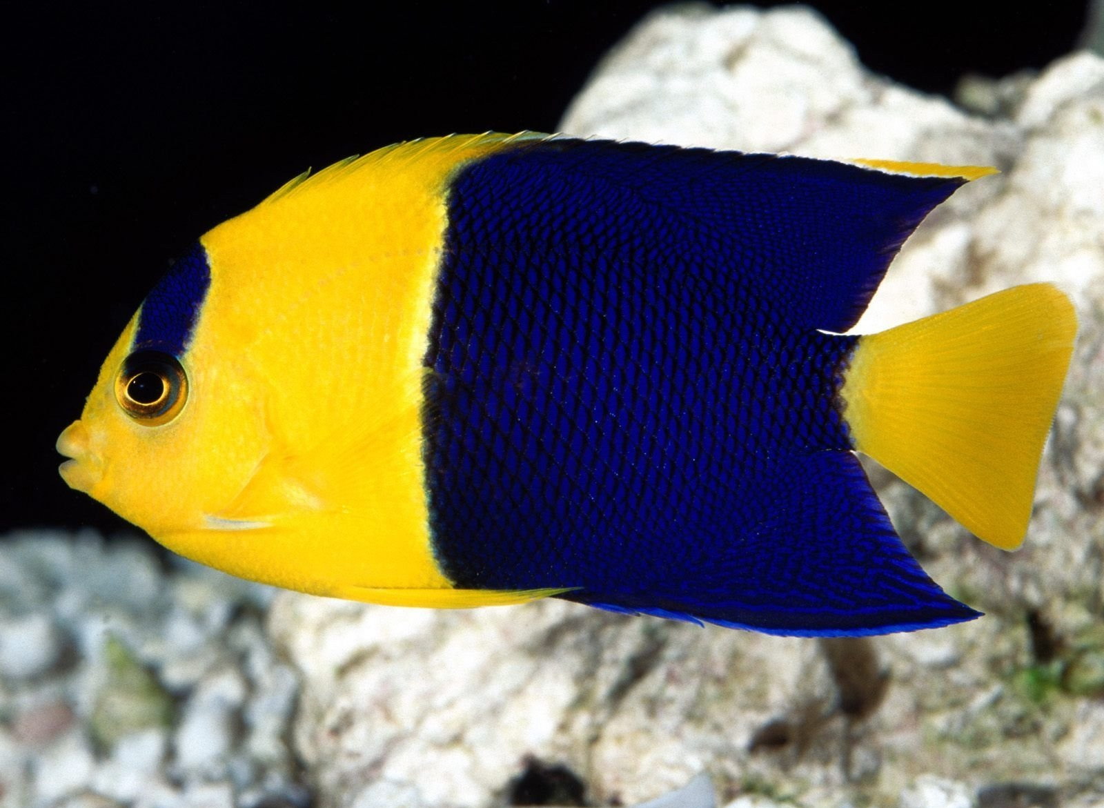 zdjęcie Ryby Podwodny świat Zwierzęta ryba zwierzę