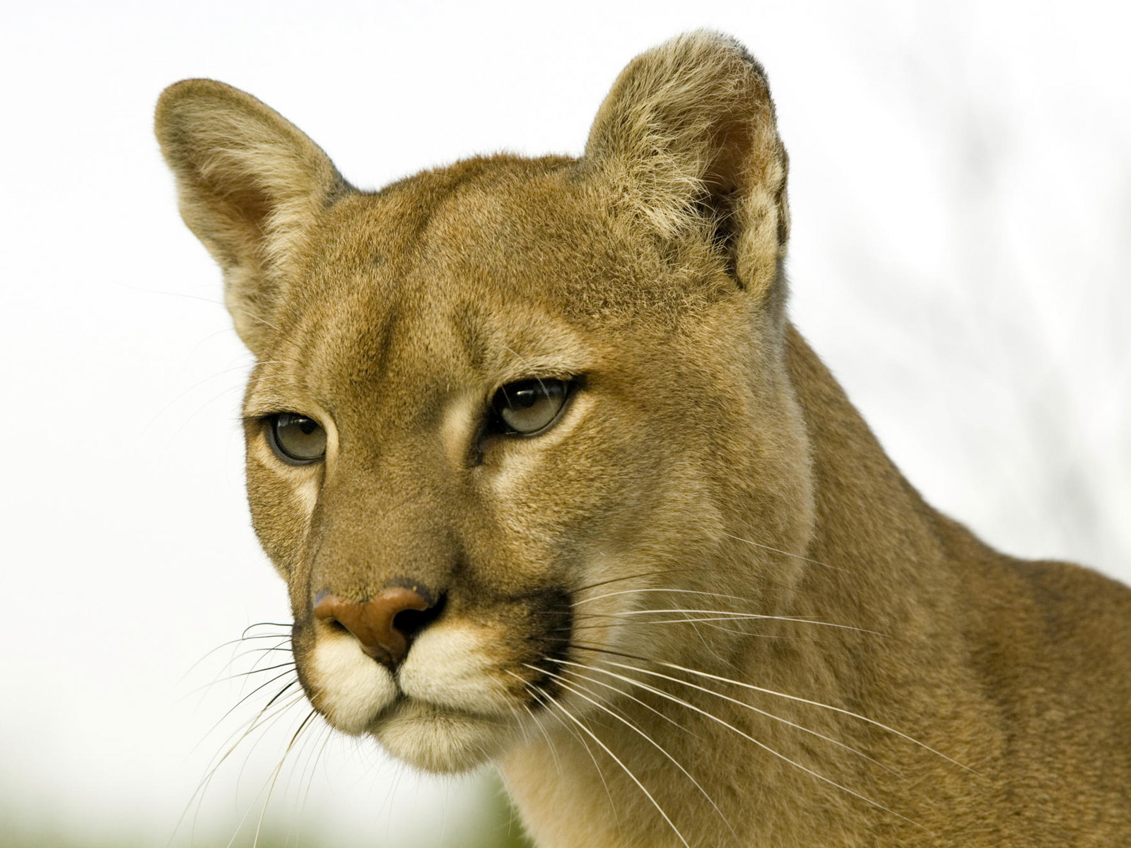 Fondos de Pantalla Grandes felinos Pumas El fondo blanco Animalia descargar  imagenes