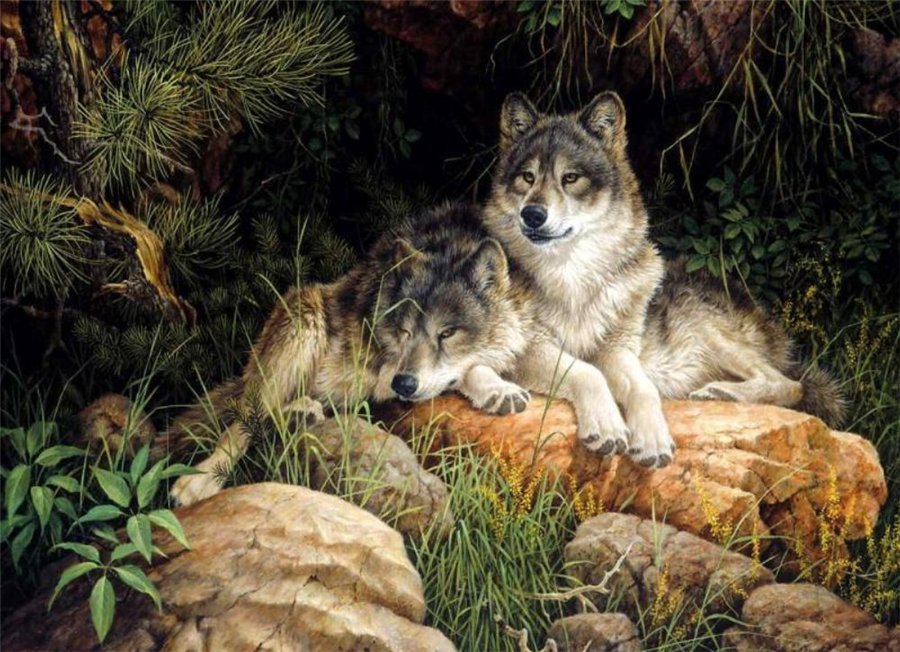 Foto's wolf een dier Wolven Dieren