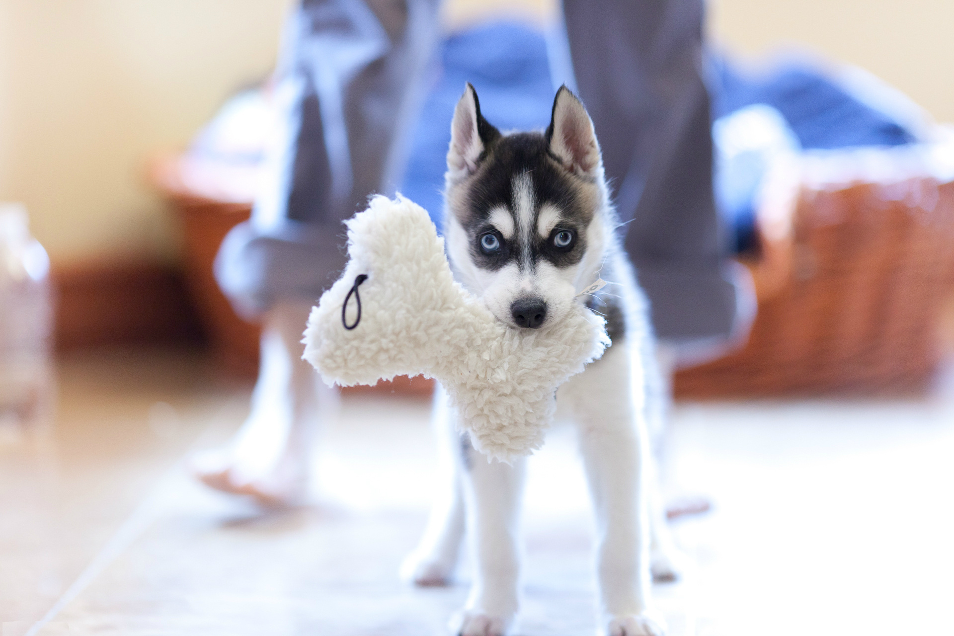 Perro Husky siberiano Cachorro animales, un animal, perros, cachorros Animalia