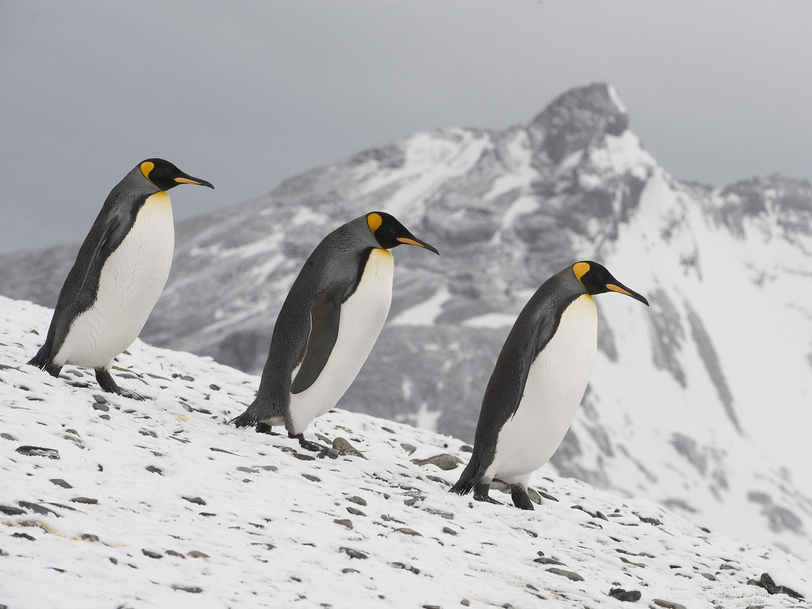 Pinguim animalia, um animal, pinguins Animalia