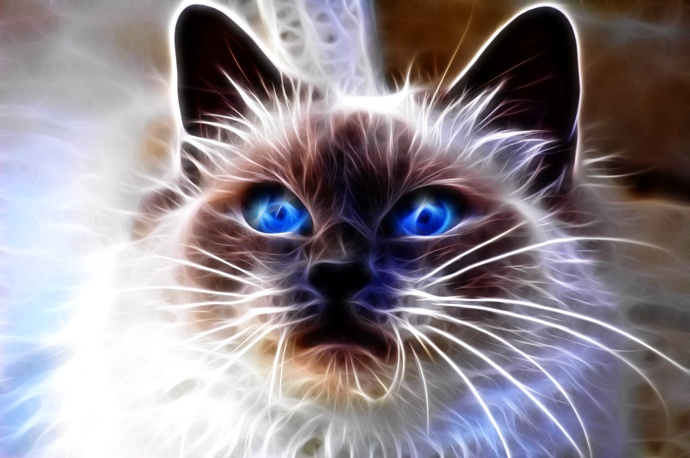 Desktop Wallpapers Cats Eyes 3D Graphics Whiskers Snout Glance animal 2240x1488 cat Staring Animals