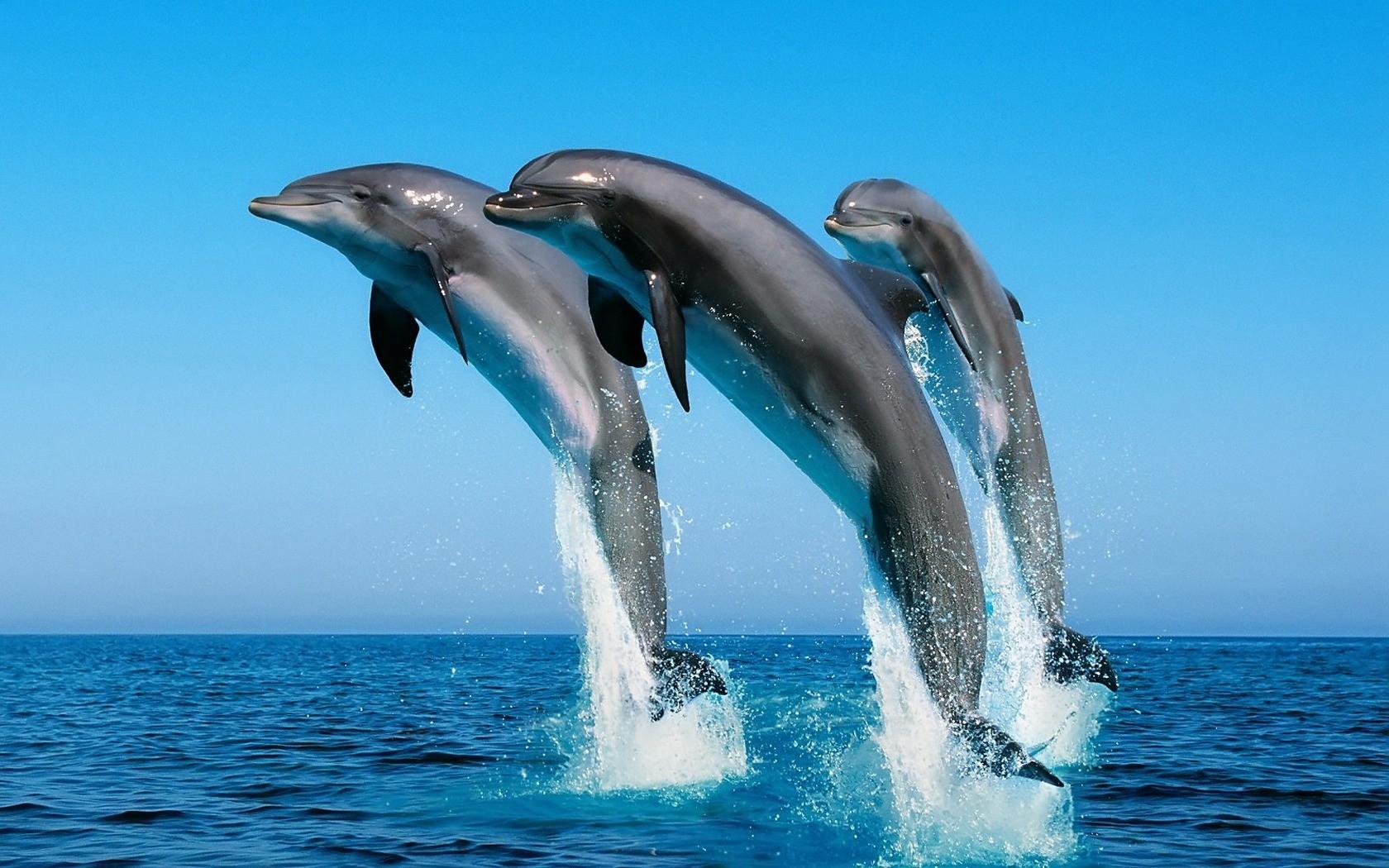 Wallpaper Dolphins animal Animals